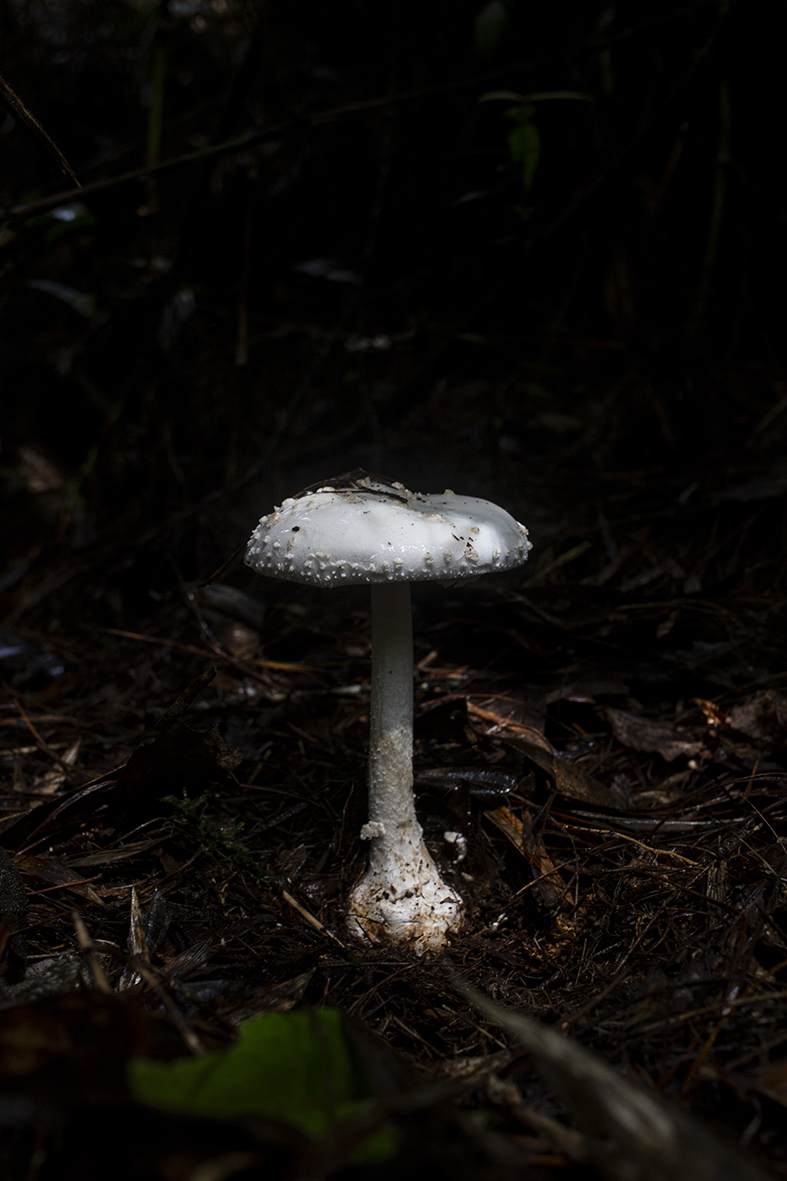 Revolución Fungi Fest